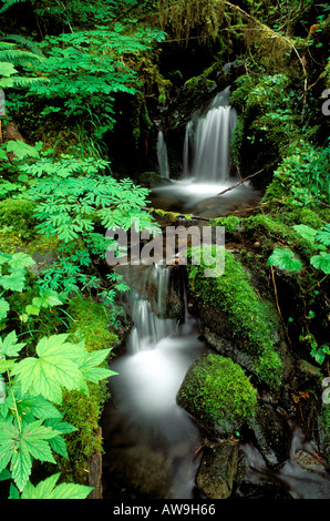 Üppige Bodendecker und Creek entlang der Ost-Gabel des Quinault River Quinalt Regenwald Olympic Nationalpark Washington Stockfoto