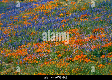 Lupinen und California Poppies Eschscholzia Californica in den Tehachapi Mountains Angeles National Forest Kalifornien Stockfoto