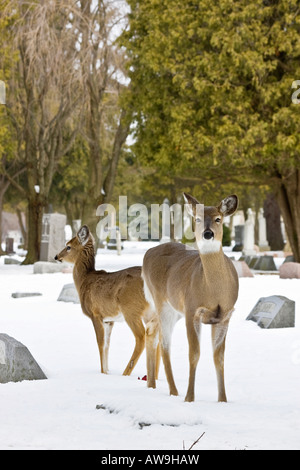 Zwei Weißwedelhirsche sehen Roe Deer Whitetail in der Schneewelt auf dem Winterfriedhof horizontal in den USA Hi-res Stockfoto