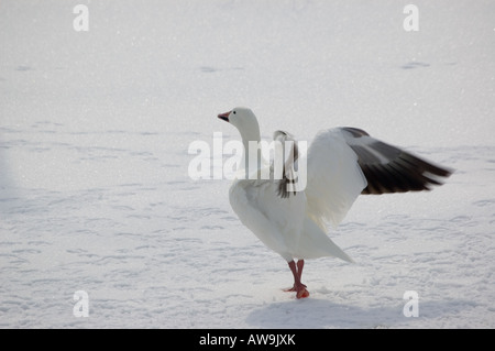 Eine Schneegans seine Flügel ausbreitet Stockfoto