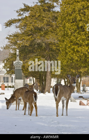 Herde von Weißwedelhirschen, die Rotwild Whitetail in der Schneewelt auf dem vertikalen Winterfriedhof in den USA beobachten Stockfoto
