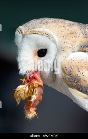 Granada: Parque de Las Ciencias: Schleiereule mit Fleisch Stockfoto