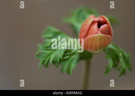 Anemone Coronaria 'Harmonie Scarlet' Bud Stockfoto