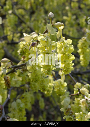 Willmott winter Hazel (corylopsis willmottiae) Stockfoto