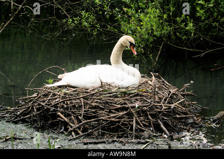 Schwan sitzt auf ihrem Nest Peak District Derbyshire England Stockfoto