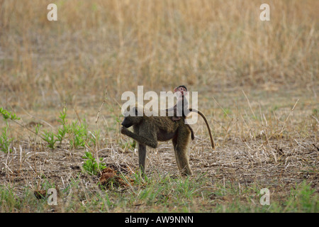 Olive Baboon Mutter stehend Fütterung mit seiner Baby-sitting auf dem Rücken in der Serengeti in Tansania Ostafrika mit Blickkontakt Stockfoto