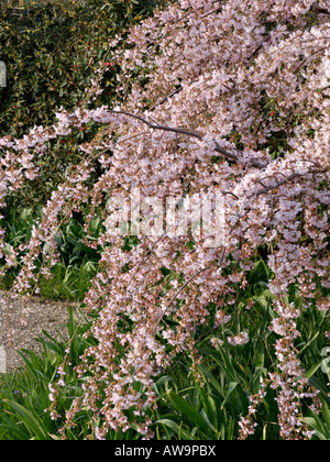 Herbst Kirsche (Prunus subhirtella 'Pendula') Stockfoto