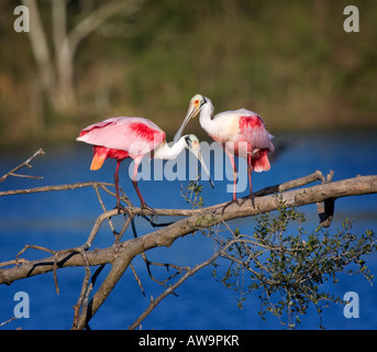 Balzverhalten der rosige Löffler, Platalea ajaja Stockfoto