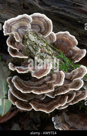 Bracket Fungus Tramates versicolor wächst auf faulenden Baum stumpf Cumbria Stockfoto