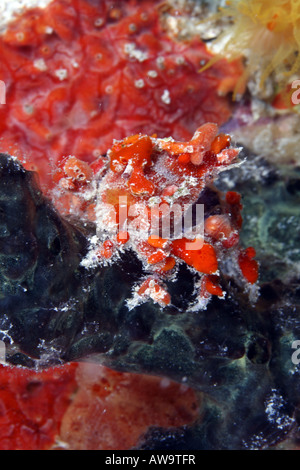 Kryptische Teardrop Krabbe Pelia mutica Stockfoto
