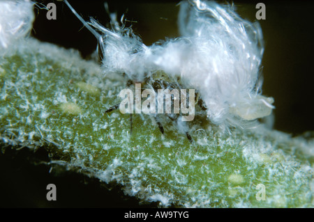 Erle Psyllid Psylla Alni Nymphe mit wachsartige Sekret auf eine Erle-Stamm Stockfoto