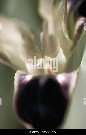 Makro einer Iris Stockfoto