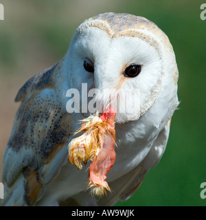 Granada: Parque de Las Ciencias: Schleiereule mit Fleisch Stockfoto