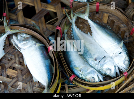 Verkauf von Fischen In einem Bangkok Markt Thailand Südostasien Stockfoto