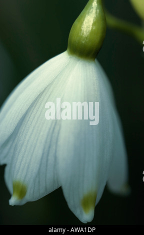 Nahaufnahme von Schneeflocke Blume im Spätwinter Stockfoto