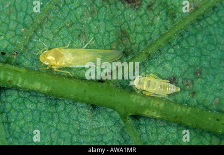 Bergahorn Leafhopper Edwardsiana Nigriloba Erwachsenen Nymphe auf einem Ahorn Blatt Stockfoto