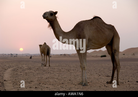 Ein paar Kamele (tatsächlich sind sie Dromedare) in der Wüste in in der Nähe von Dubai, Vereinigte Arabische Emirate. Stockfoto