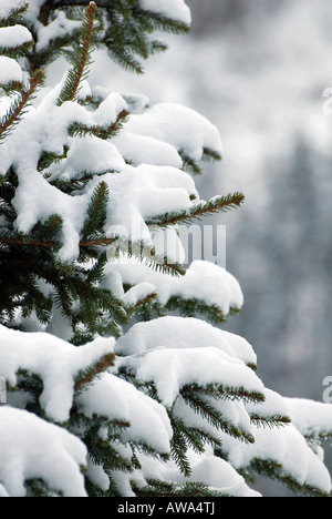 schneebedeckte Zweige auf Tanne Stockfoto