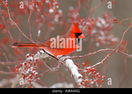 Nördlichen Cardinal, thront in Multiflora Rose Beeren mit Schnee Stockfoto