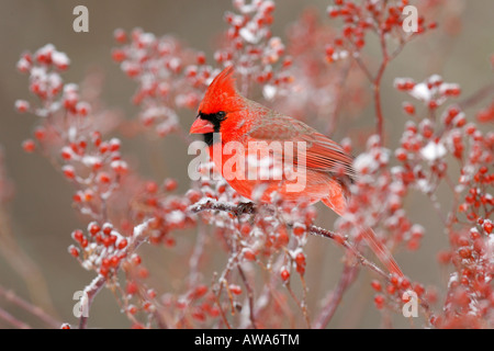 Nördlichen Cardinal, thront in Multiflora Rose Beeren mit Schnee Stockfoto