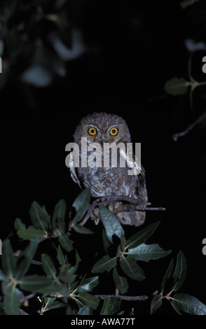 Elf-Eule, Micrathene Whitneyi in Eiche. Stockfoto