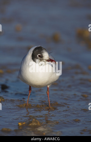 Black-headed Gull Chroicocephalus Ridibundus lag bei Ebbe in Mündung bei Brancaster Staithe, Norfolk im Februar. Stockfoto