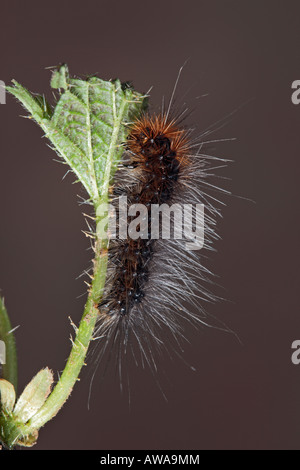 Garten Tiger Arctia Caja Larve auf Nessel Potton Bedfordshire Stockfoto