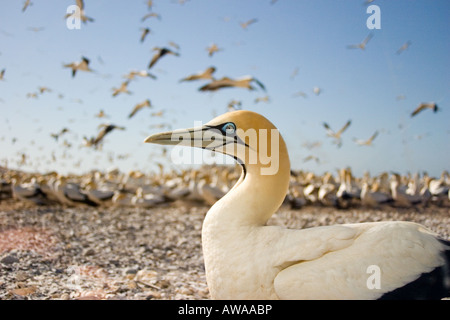 Begegnung mit einem Cape Gannet auf Bird Island, Lamberts Bay, Südafrika Stockfoto