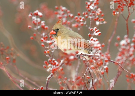 Weiblichen nördlichen Cardinal, thront in Multiflora Rose Beeren mit Schnee Stockfoto