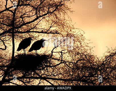 Graureiher Ardea Cinerea paar auf Nest bei Sonnenuntergang Stockfoto