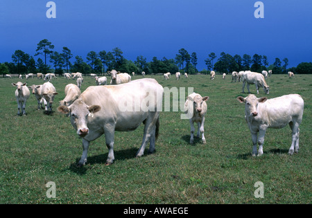 CHARLOIS KUH KALB HERDE GEORGIEN Stockfoto