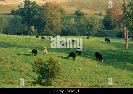 MISCHLINGSHUND KUH KALB HERDE WEIDEN AUF HERBST WEIDE NORDÖSTLICHEN IOWA Stockfoto