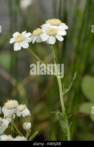 Sneezewort, Achillea Ptarmica, Blumen Stockfoto