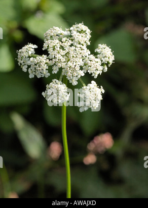 Dummkopfs Petersilie Blume, Aethusa cynapium Stockfoto