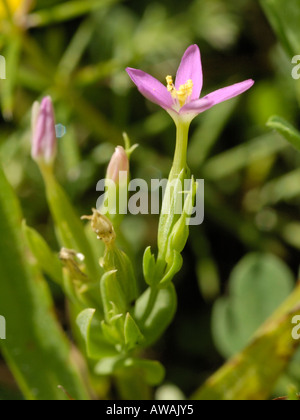 Weniger Centaury, Centaurium pulchellum Stockfoto