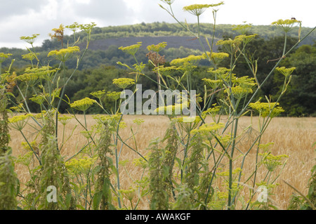 Fenchel, Foeniculum vulgare Stockfoto