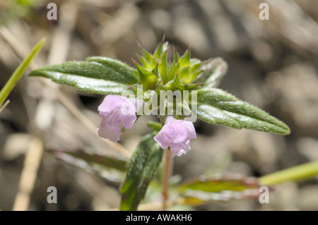 Roten Hanf-Brennessel, Galeopsis angustifolia Stockfoto