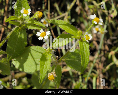 Shaggy Soldat Blume, Galinsoga quadriradiata Stockfoto