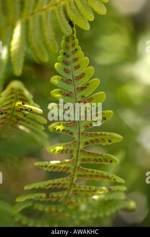 Kalkstein Farn, Gymnocarpium robertianum Stockfoto