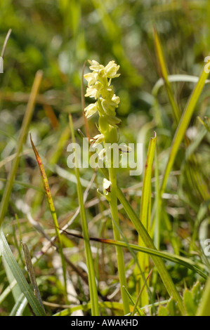 Moschus Orchidee, Herminium monorchis Stockfoto