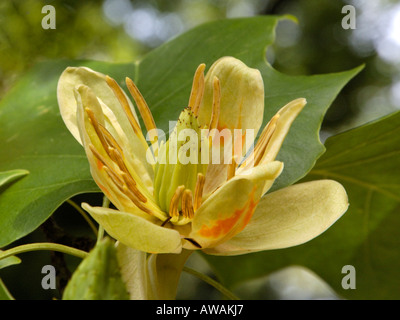 Blume Tulpenbaum, Liriodendron tulipifera Stockfoto