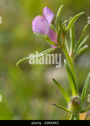 Die Wiesel-Schnauze oder weniger Snapdragon, Misopates orontium Stockfoto