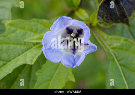 Apple von Peru, Nicandra physalodes Stockfoto