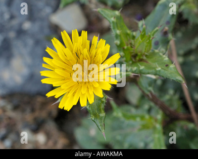 Borstigen Habichtsbitterkraut, Picris echioides Stockfoto