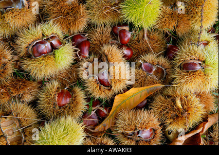 Castanea Sativa (Trivialname Sweet Chestnut) - gefallenen Nüssen im Herbst, Gloucestershire UK Stockfoto