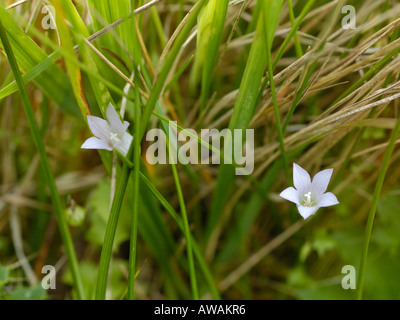 Efeu-leaved Glockenblume Stockfoto