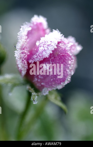 Gefrorene rose Surrey England Stockfoto