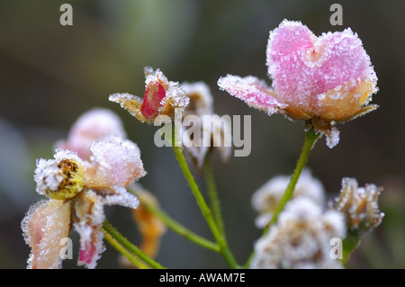 Gefrorene rose Surrey England Stockfoto