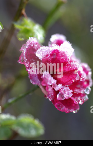 Gefrorene rose Surrey England Stockfoto