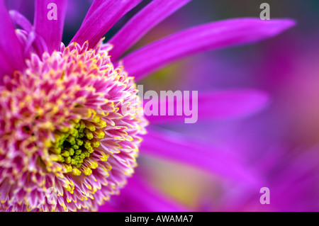 Lila Chrysanthemenblüte Stockfoto